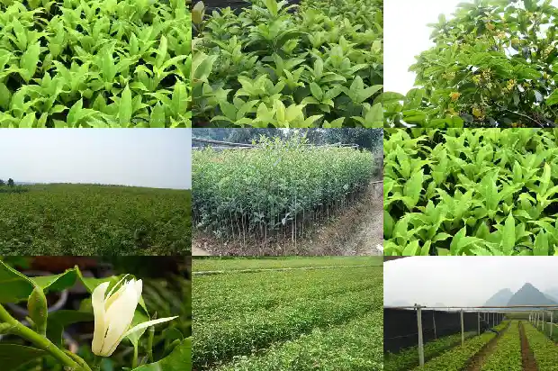 柚子树可以嫁接桂花树吗1686962232464