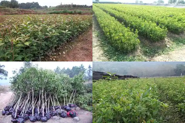 桂花树苗在哪里买到好的1686962256458