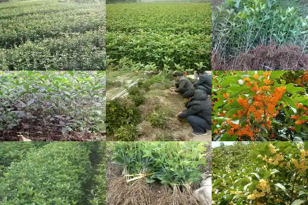 桂花树苗在哪里买到好的1686962256505