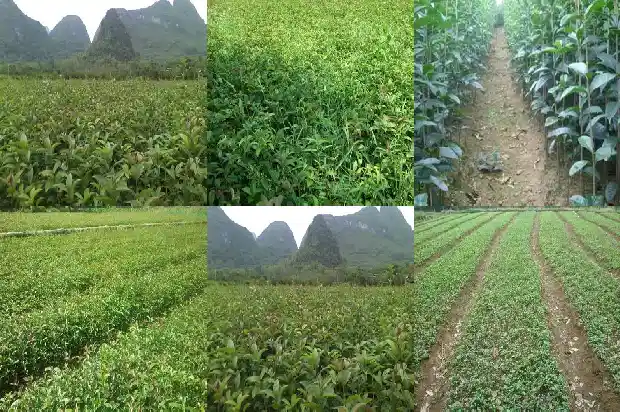 桂花树苗在哪里买到的呢1686962271427