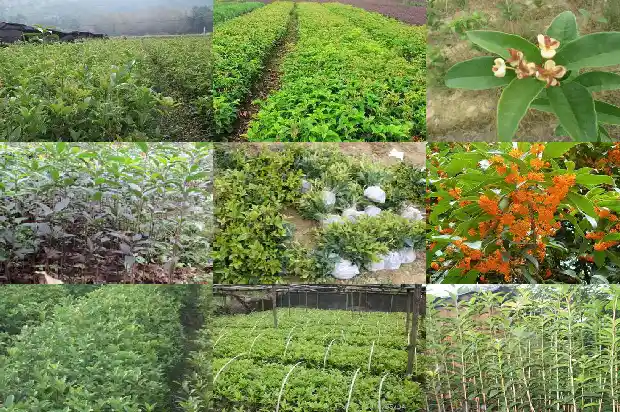 北方最大的桂花树基地在哪里呀1690763346457