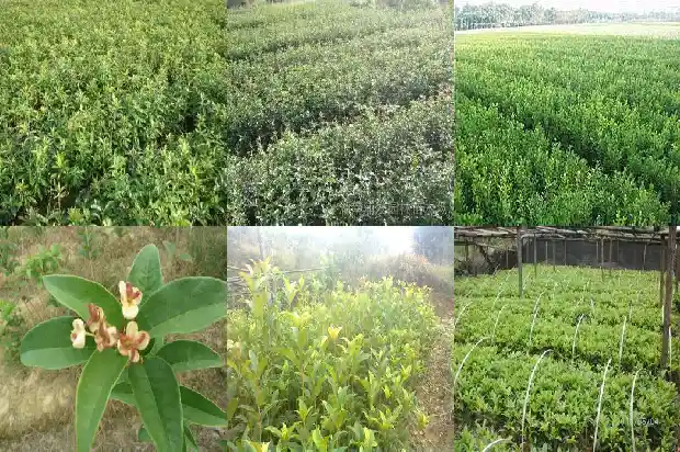 桂花树苗在哪里买到的最好1686962293264