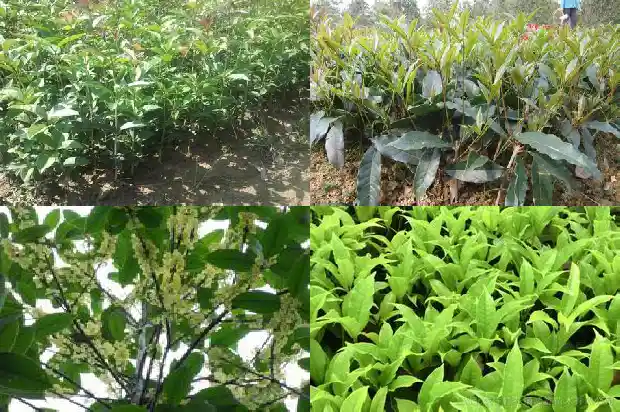 桂花树苗在哪里买到的最好1686962293357