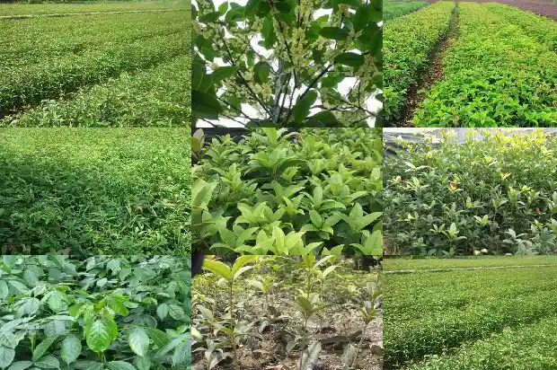桂花树苗在哪里买的好一点1686962327667