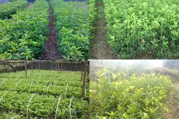 桂花树苗在哪里买的好一点1686962327714