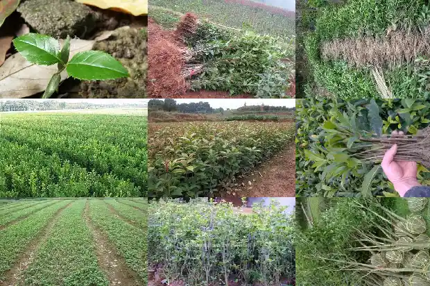 七八年的桂花树值多少钱一盆1689838184058