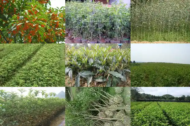 桂花树苗在哪里买的最好看1686962347134