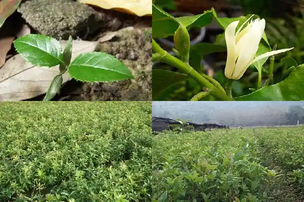 桂花树苗在哪里买便宜又好呢1686962366187