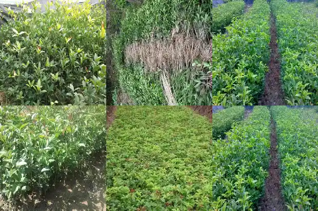 哪里有买桂花树苗的地方啊1686962397884