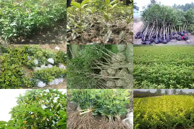 如何买桂花树苗种植的1686962419459