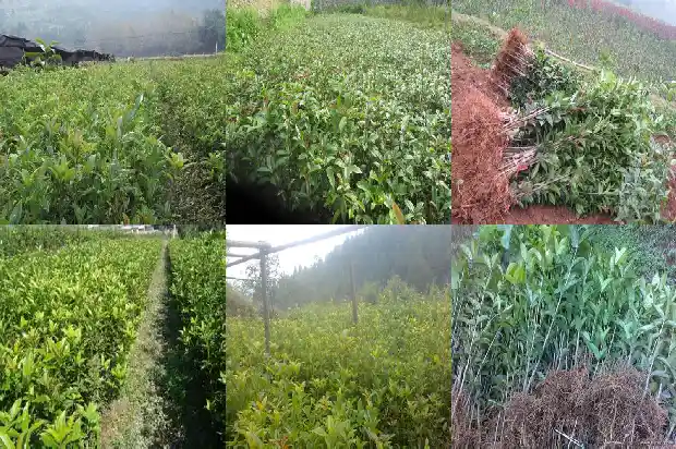 如何买桂花树苗种植的1686962419507
