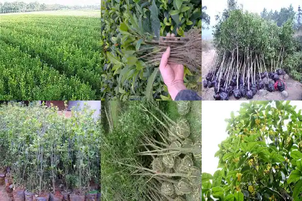 附近哪有桂花树种苗卖的地方啊1686962436587