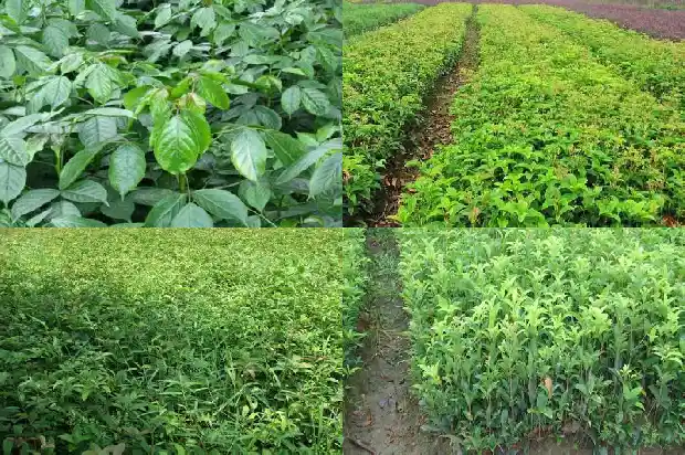 附近哪有桂花树种苗卖的地方啊1686962436634