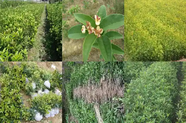 哪里有卖桂花树苗苗的市场1686962475510