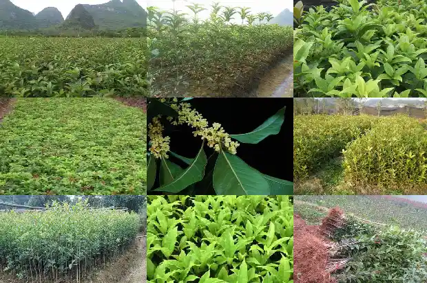 哪里有卖桂花树苗苗的市场1686962475556