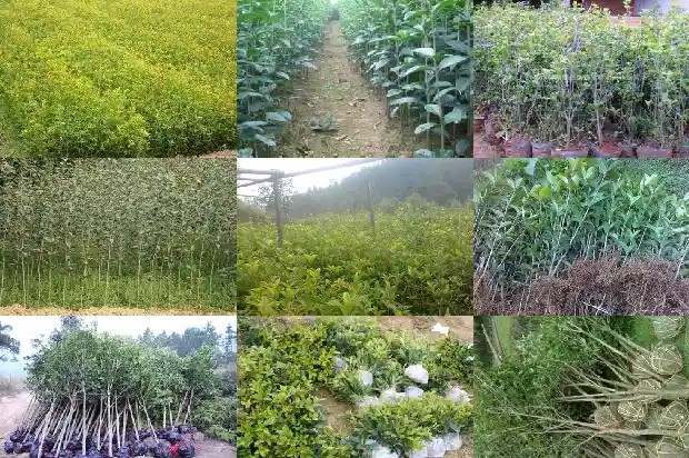 桂花啥时候移植好1686962498641