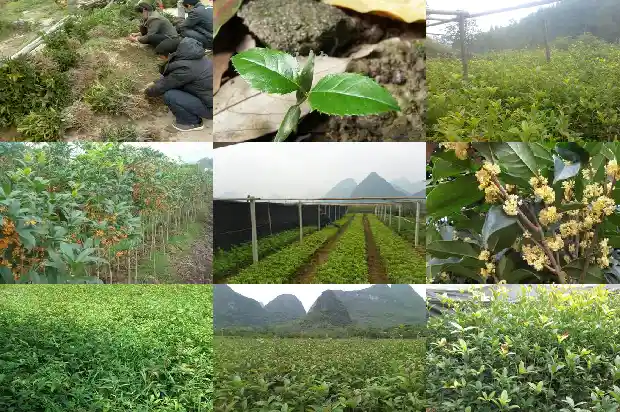 桂花啥时候移植好1686962498687