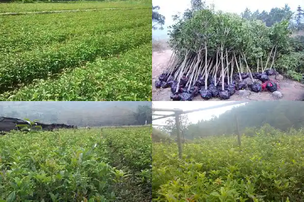 桂花啥时候移植好1686962498733