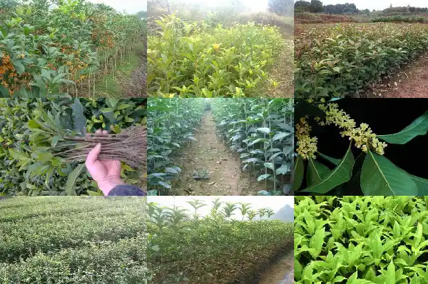 桂花什么时候移栽比较好活1686962516001