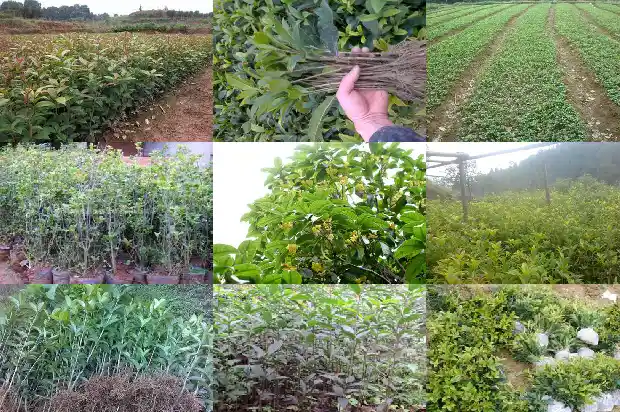 桂花什么时候移栽比较好活1686962516047