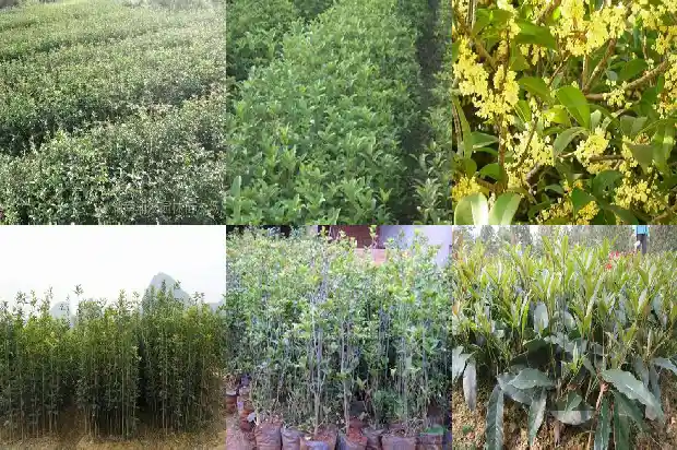 桂花什么时候移栽比较好养1686962532609