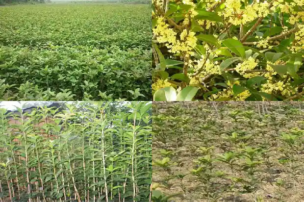 桂花什么时候移栽比较好养1686962532655