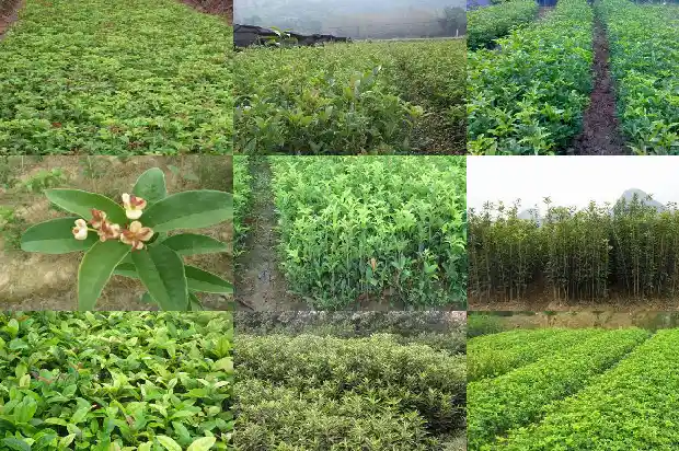 桂花什么季节移植好1686962552095