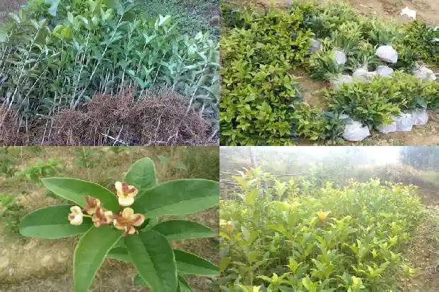 桂花树市场前景分析1690245724502