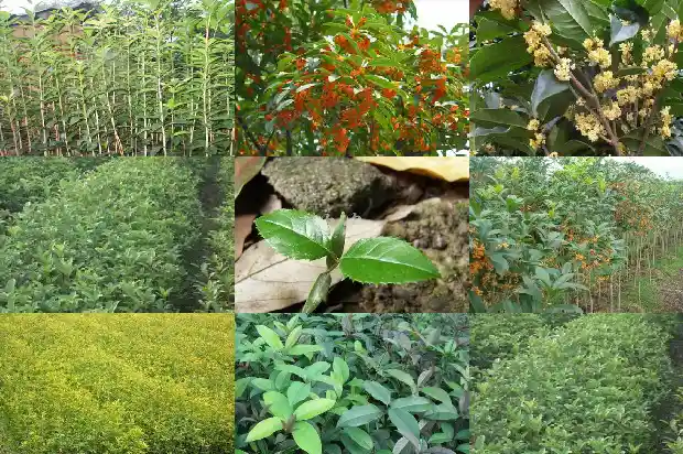 桂花什么时候移植好1686962569209