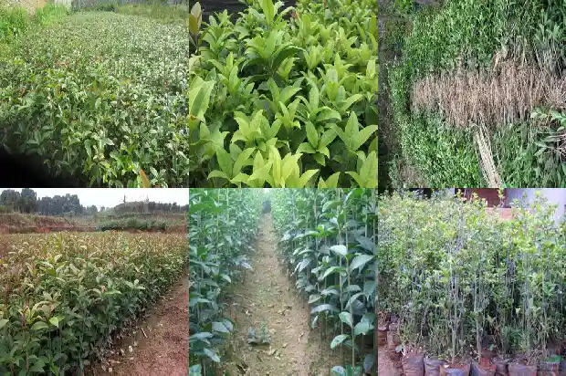 桂花什么时候移植好1686962569256