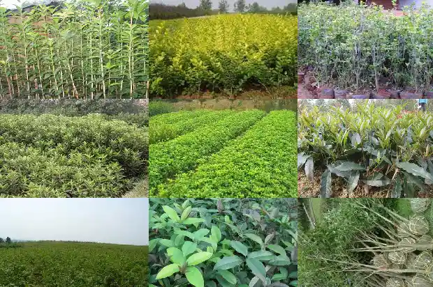 哪种桂花香又好养活1686962586054