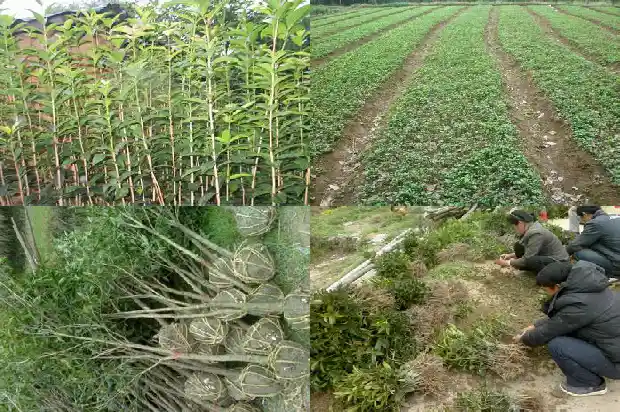 哪种桂花最香最好养1686962605227