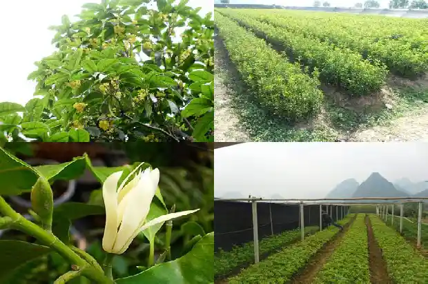 盆栽桂花香吗1686962622395