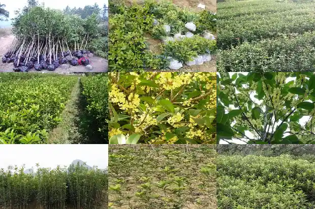 盆栽桂花香吗1686962622443