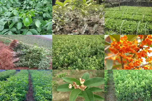 桂花什么品种最好最香?1686962643590