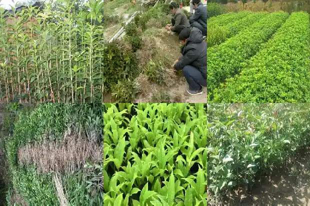 桂花什么品种最好最香?1686962643638