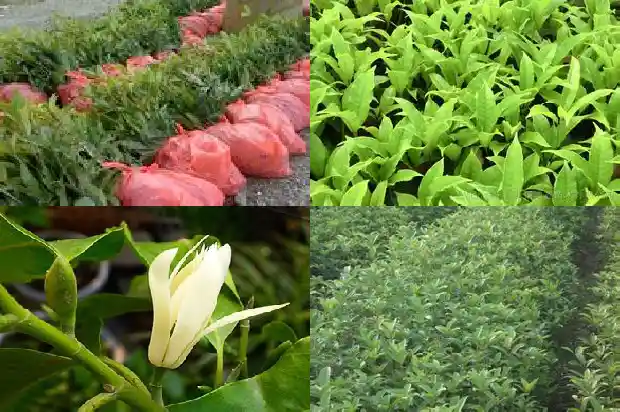 盆栽桂花日常养护注意事项1688862191579