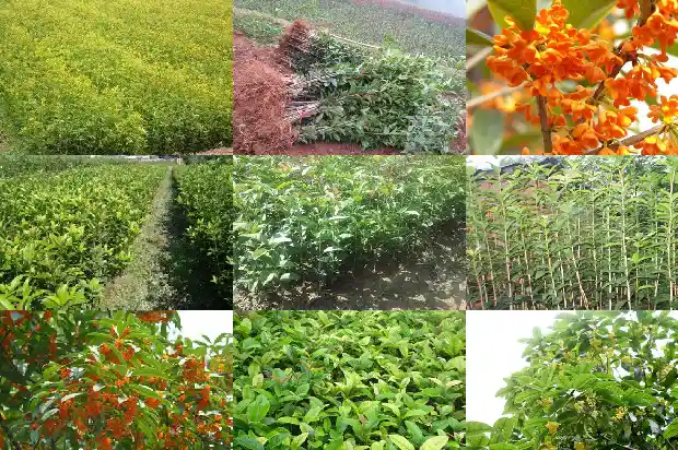 桂花插枝时间1686962682462