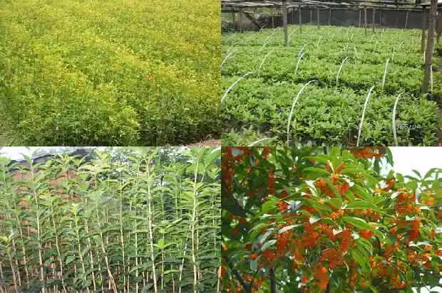 什么地方卖桂花苗的多1686962713191