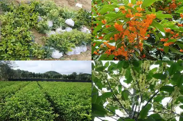 桂花树苗哪里有售卖的啊多少钱1686962724799