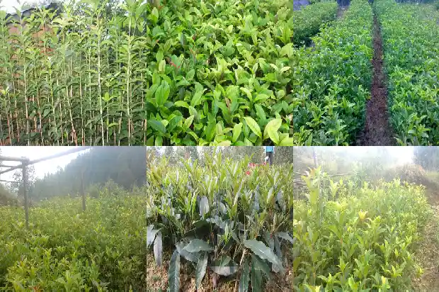 哪里有桂花树苗买的到呢1686962732110