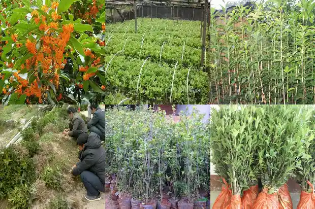 哪里有桂花树苗买的到呢1686962732156