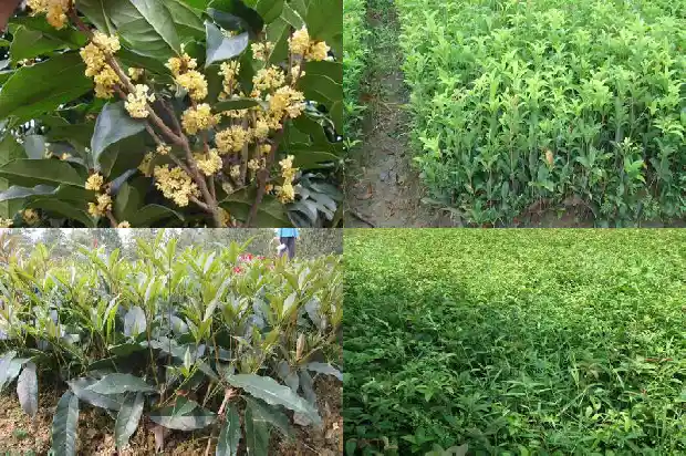 桂花起什么作用泡茶喝1689381529924