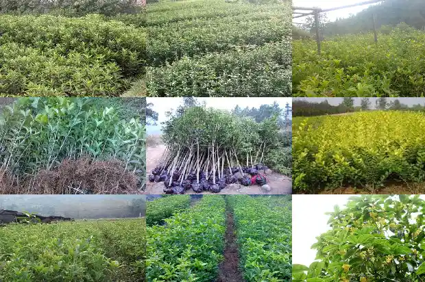 桂花小树苗价格多少钱一棵呢1690504957542
