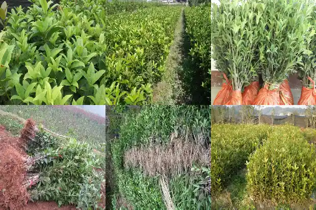 哪里有出售桂花树苗苗的市场地址1686962768360