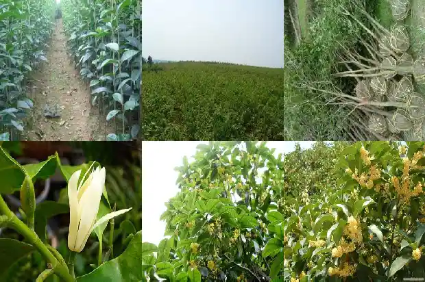 盆栽桂花多少钱一棵最好养1686962775679