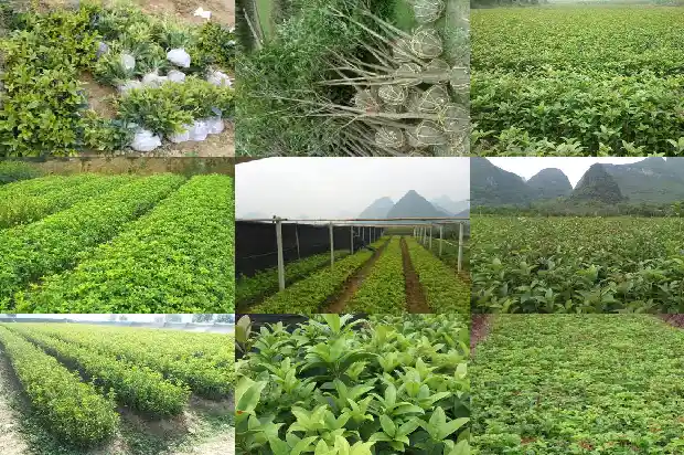 盆栽桂花多少钱一株好看1686962786736