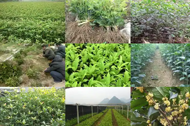 盆栽桂花多少钱一株好看1686962786782