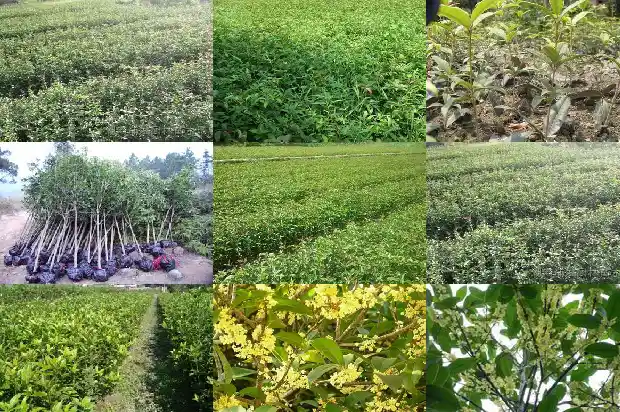 盆栽桂花多少钱一株好看1686962786829
