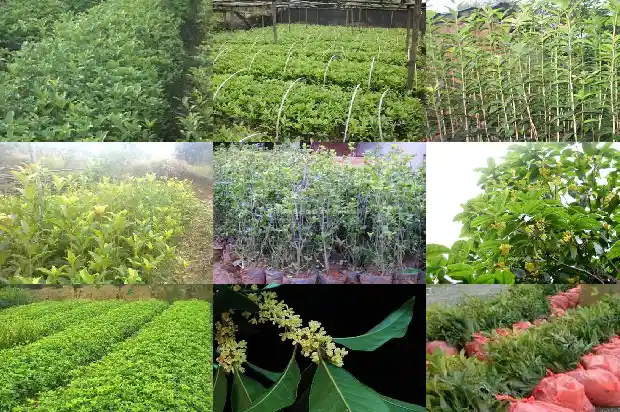 桂花种多少钱一斤合适1686962794028